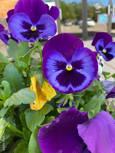 Purple and yellow pansy flower plant