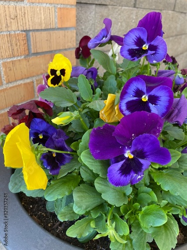 purple and yellow viola pansy flowers