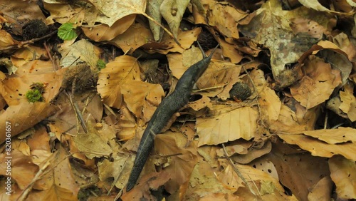 A large black slug Arion ater crawls in the forest on dried leaves photo