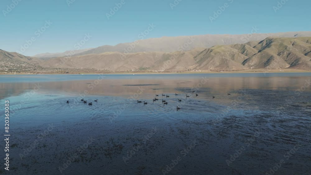 Aerial Push Toward Waterfowl Landing And Taking Flight From Water. Mountains In The Distance. Beautiful Reflections On The Water. Dique la Angostura In Tafí del Valle, Tucumán, Argentina Aerial Push Toward Waterfowl Landing And Taking Flight From Water. Mountains In The Distance. Beautiful Reflections On The Water. Dique la Angostura In Tafí del Valle, Tucumán, Argentina