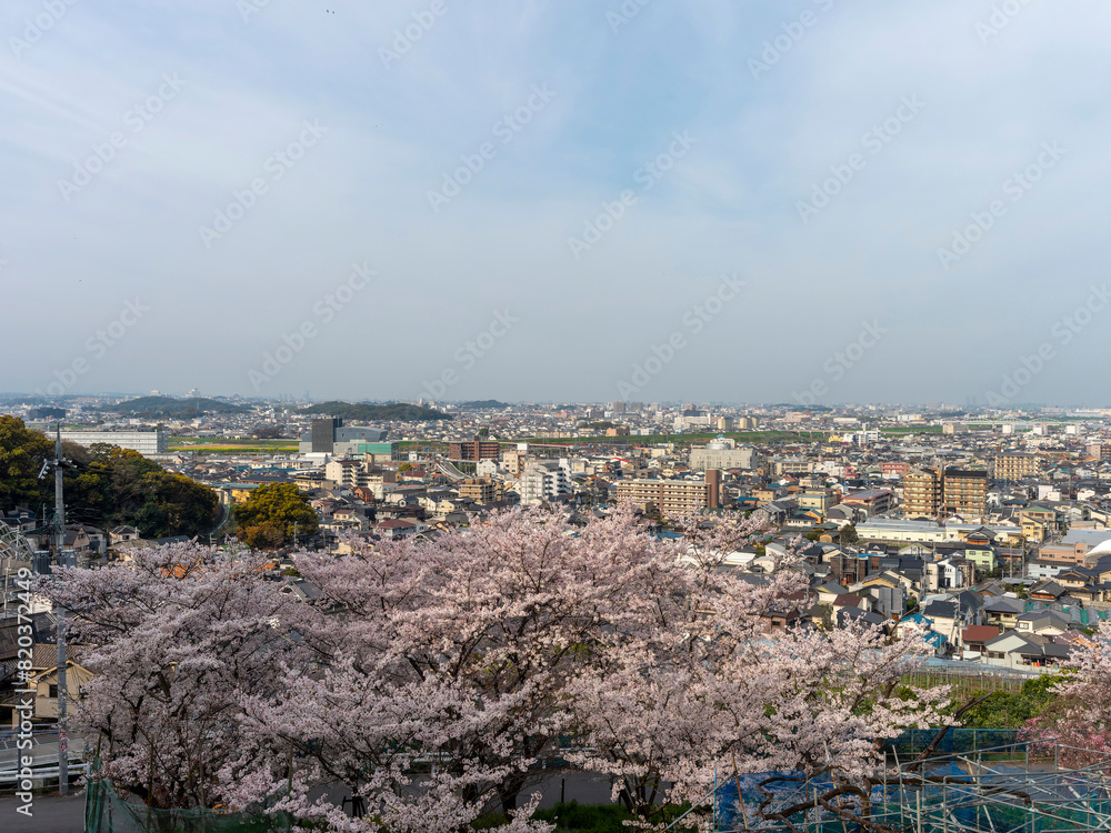 山に咲く桜の花と街の風景