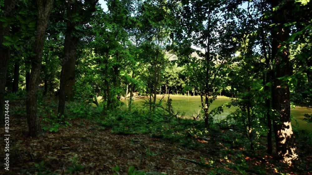 A Wooded Area With Lots of Trees and Grass A Wooded Area With Lots of Trees and Grass