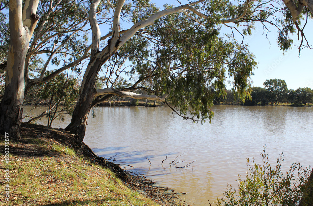 Eucalyptus trees on the side of a lake of water at the Urana Aquatic Centre in New South Wales, Australia Eucalyptus trees on the side of a lake of water at the Urana Aquatic Centre in New South Wales, Australia