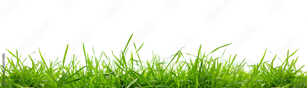 Fototapeta premium fresh spring green grass, isolated over a white transparent background. Natural resource