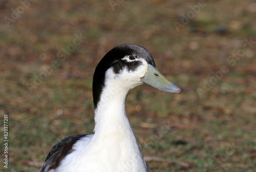 Close up portrait of a black and white duck bird with a grassy background © Tammy Walker