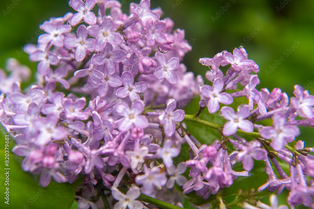 Closeup of a blooming lilac branch Closeup of a blooming lilac branch
