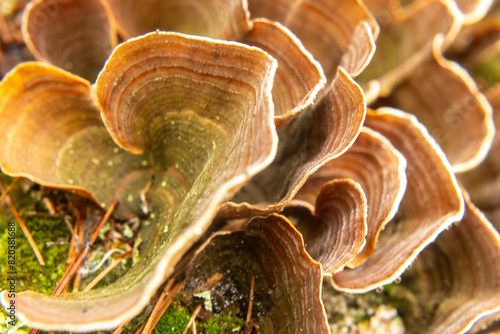 Stereum ostrea – false turkey tail mushrooms
