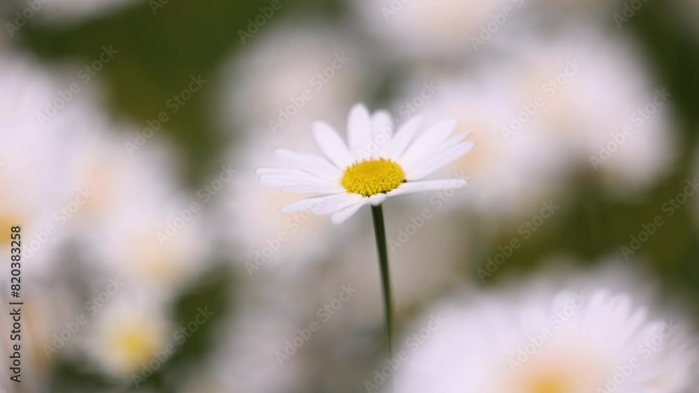 Flowering daisies sway in the wind, Leucanthemum Flowering daisies sway in the wind, Leucanthemum