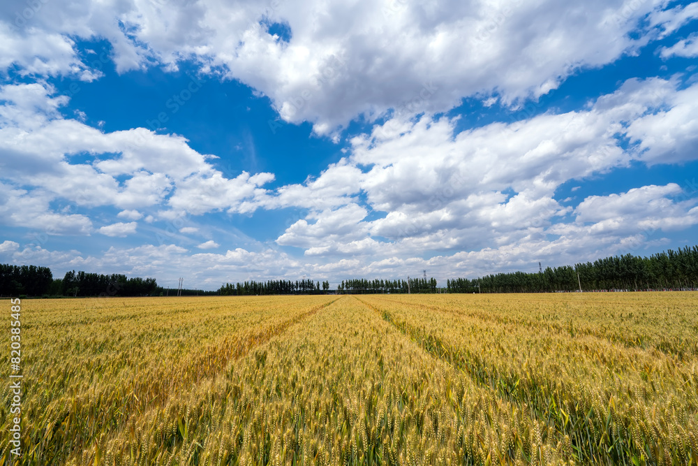 Wheat is growing in the field ,The wheat fields are under the blue sky and white clouds Wheat is growing in the field ,The wheat fields are under the blue sky and white clouds