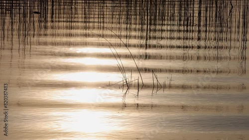 Light reflection in moving water in the evening light with reeds reflected in the water, Mondsee, Salzkammergut, Austria, Europe