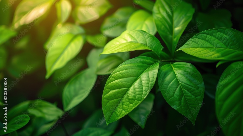 Abstract Nature Background, Evoking A Sense Of Calm And Serenity, High Quality Abstract Nature Background, Evoking A Sense Of Calm And Serenity, High Quality