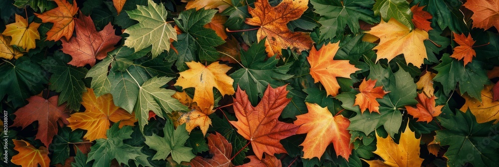 Full maple leaves in flat lay photography. First Day of Fall Concept. Leaves pattern Full maple leaves in flat lay photography. First Day of Fall Concept. Leaves pattern