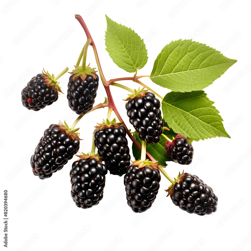 Flavorful Blackberry Bounty Cut Out and Craving Flavorful Blackberry Bounty Cut Out and Craving