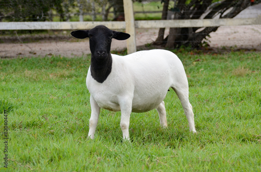 Female dorper sheep very awarded in Brazil. The Dorper is a breed developed in South Africa Female dorper sheep very awarded in Brazil. The Dorper is a breed developed in South Africa