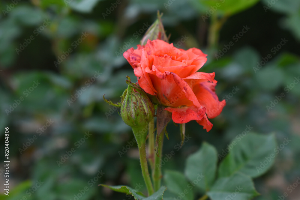 Beautiful red rose flower closeup in garden, A very beautiful rose flower bloomed on the rose tree, Rose flower, bloom flowers, Natural spring flower, Nature Beautiful red rose flower closeup in garden, A very beautiful rose flower bloomed on the rose tree, Rose flower, bloom flowers, Natural spring flower, Nature