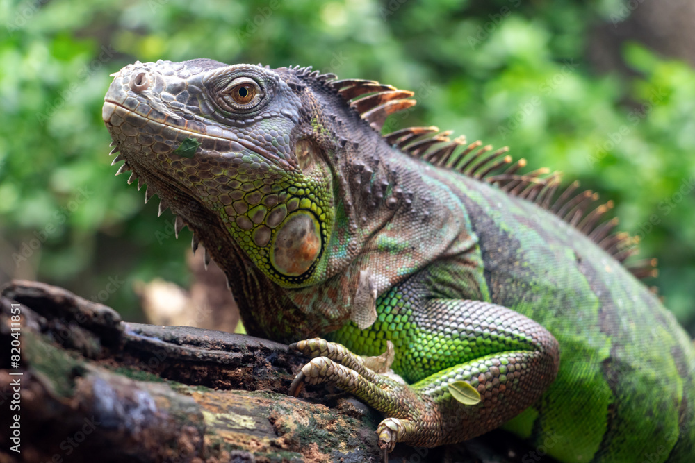 The green iguana (Iguana iguana) crawl on a branch The green iguana (Iguana iguana) crawl on a branch