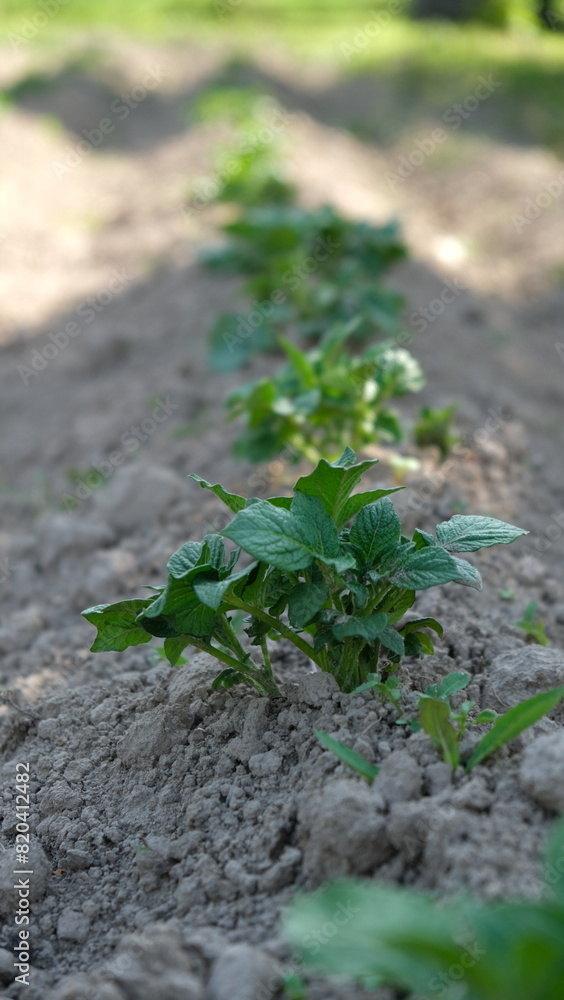 Row of young potato seedlings on garden bed. Agricultural cultivation in spring. Business farming concept. Vertical format. Row of young potato seedlings on garden bed. Agricultural cultivation in spring. Business farming concept. Vertical format.