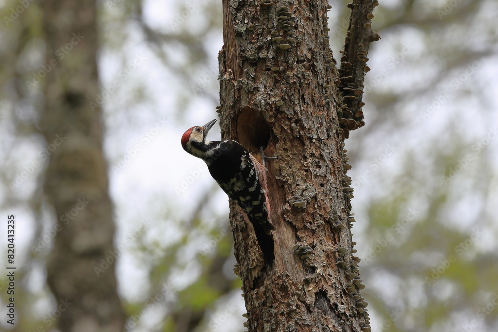 White-backed Woodpecker carrying foods to his chicks White-backed Woodpecker carrying foods to his chicks