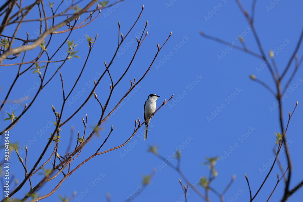 Ashy Minivet stopping on a branch Ashy Minivet stopping on a branch