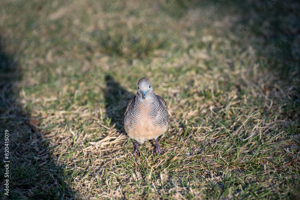 Portrait of a pigeon standing on a dried out lawn in the evening sunlight, birdwatching in Hawaii, Kihei, Maui
Portrait of a pigeon standing on a dried out lawn in the evening sunlight, birdwatching in Hawaii, Kihei, Maui