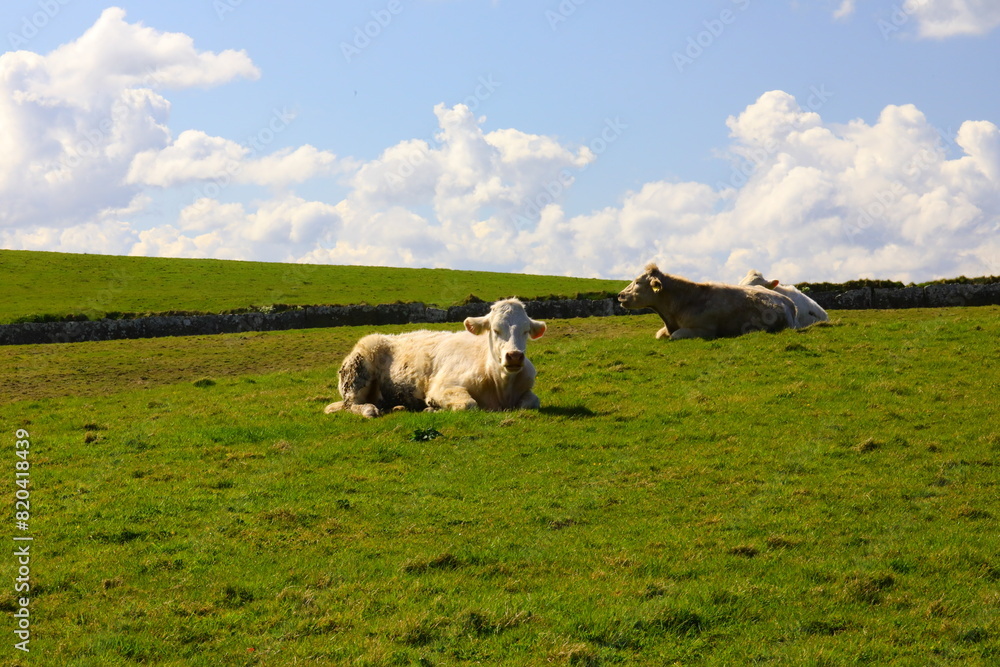 Fototapeta premium Dairy cows relaxing on the countryside