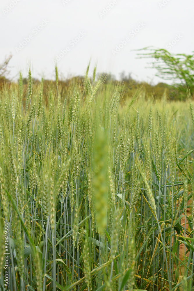 Green wheat field close up image, Green Wheat whistle, Wheat bran fields, agriculture, wheat field Pakistan, closeup of green cereal field Green wheat field close up image, Green Wheat whistle, Wheat bran fields, agriculture, wheat field Pakistan, closeup of green cereal field