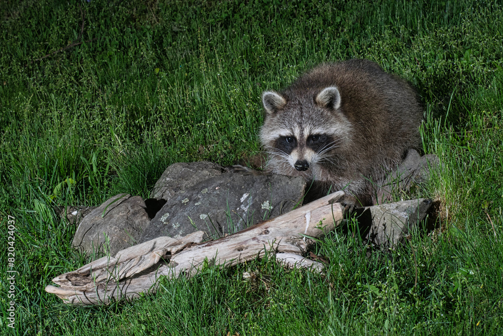 Fototapeta premium Young raccoon foraging at night.