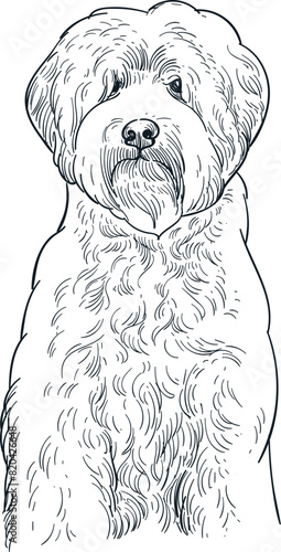 Vintage hand drawn sketch of sit adult labradoodle dog