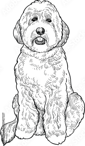 Vintage hand drawn sketch of sit adult labradoodle dog