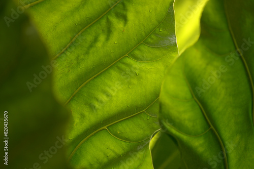 葉模様　自然の造形 photo