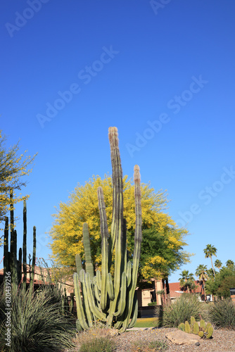 Bristly shoots of Senita cactus along with blooming yellow Palo verde tree and other desert plants along desert style xeriscaped Phoenix streets, Arizona in spring photo