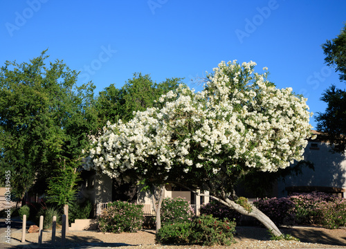Blossoming with white flowers crown of drought tolerant Nerium Oleander during warm Arizona spring in Arizona; copy space