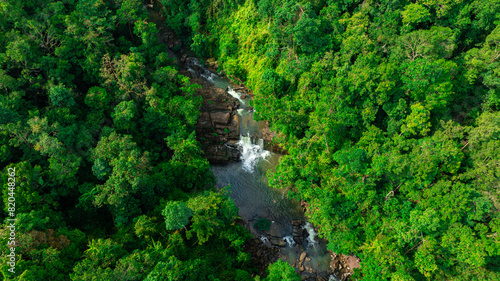 Aerial view of mixed forest  deciduous trees  greenery and waterfalls flowing through the forest. The rich natural ecosystem of rainforest concept is all about conservation and natural reforestation