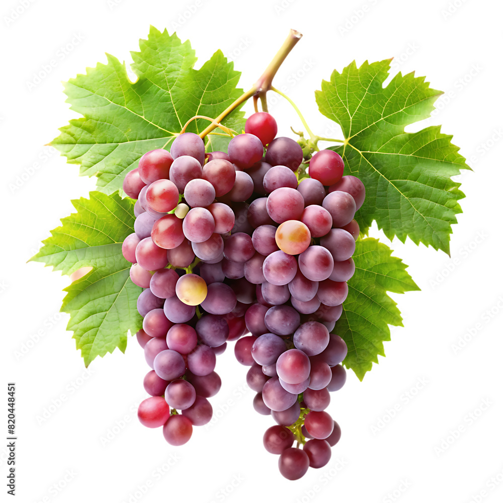 Fototapeta premium grapevines transparent background