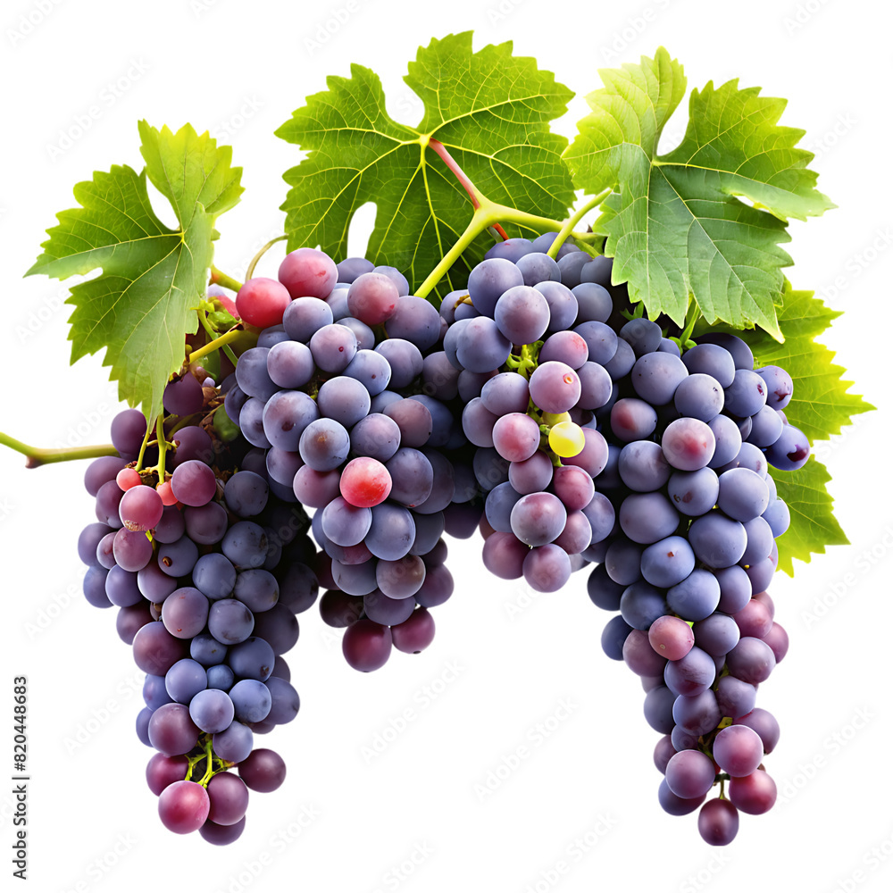 Fototapeta premium grapevines transparent background