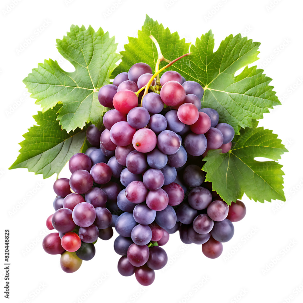 Fototapeta premium grapevines transparent background