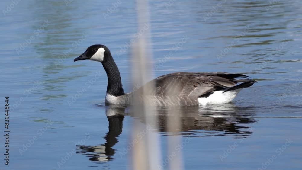Charming Canadian Geese on a Beautiful Urban Lake Charming Canadian Geese on a Beautiful Urban Lake