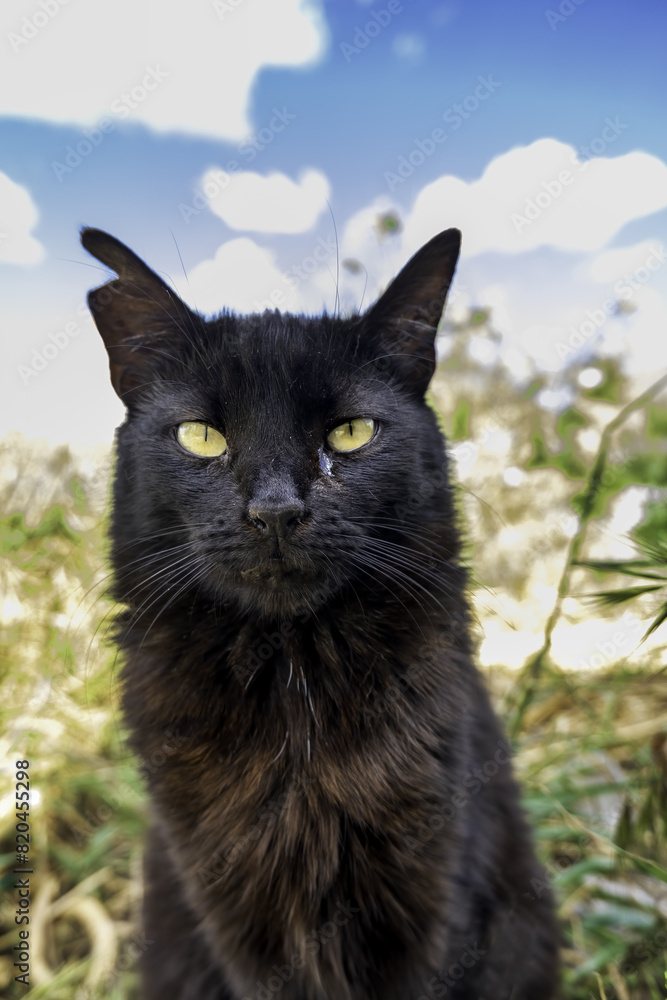 Obraz premium Abandoned black cat