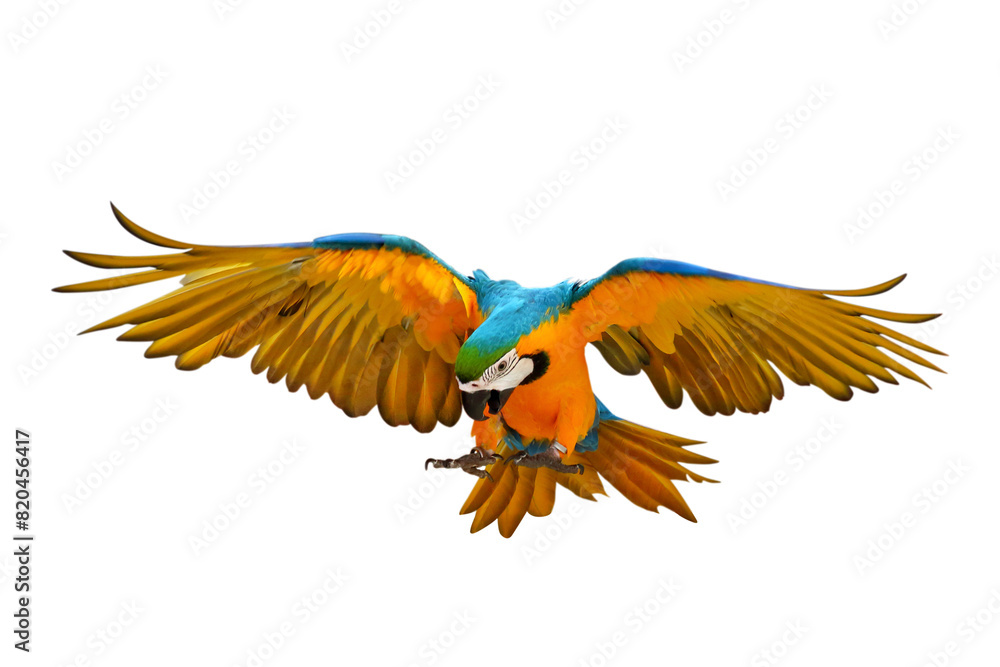 Fototapeta premium Colorful flying Blue and Gold Macaw parrot isolated on transparent background png file
