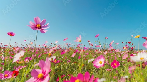 Breathtaking field of vibrant flowers stretching to the horizon under a clear blue sky. © Khan