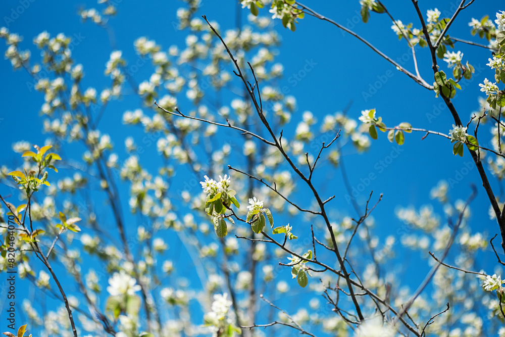 Delicate tree flowers blooming against sky. Delicate tree flowers blooming against sky.