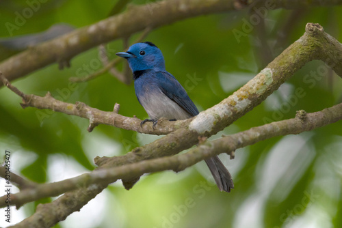 A black-naped monarch perches on the branch