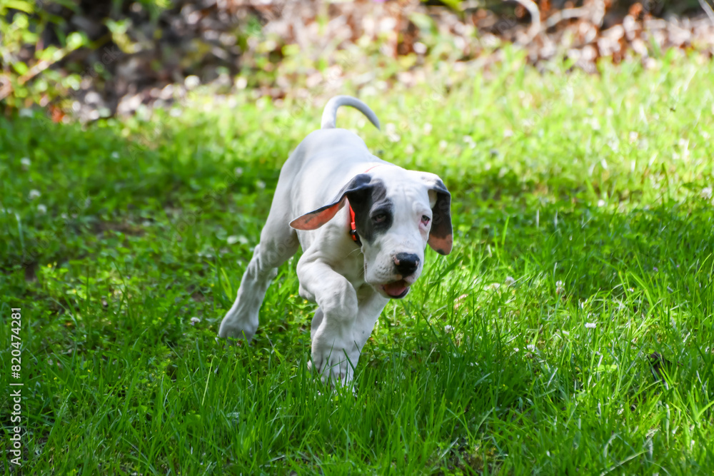 Great Dane Puppy, Blue Piebald Great Dane Puppy, Blue Piebald