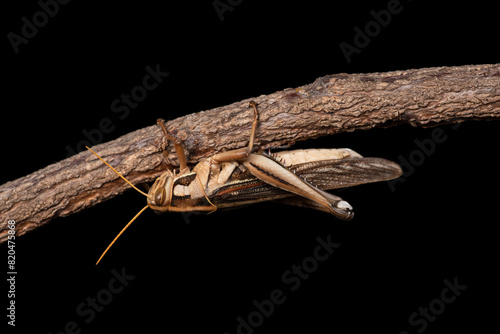 Foto Large brown locus resting on small tree branch after  feeding