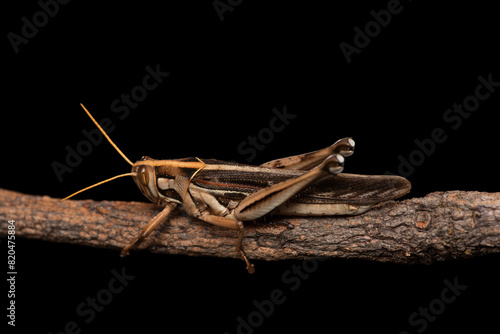 Bilde på lerret Large brown locus resting on small tree branch after  feeding