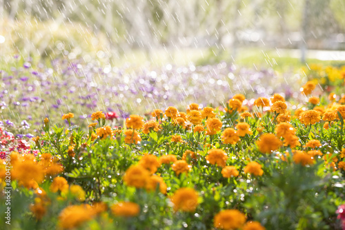 Marigolds blooming in the park