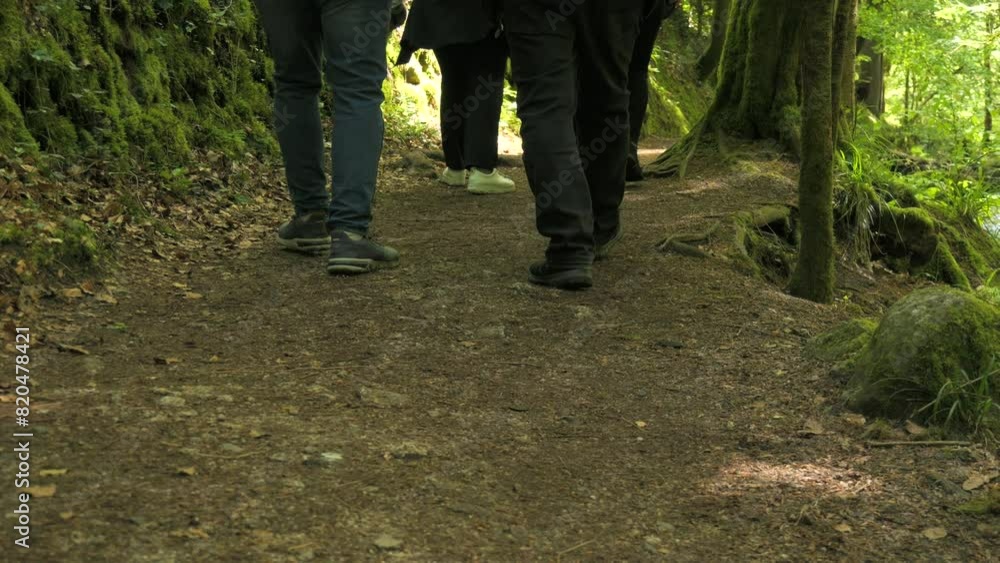 Black Forest. Legs of a group of people walking along a forest trail slow motion Black Forest. Legs of a group of people walking along a forest trail slow motion