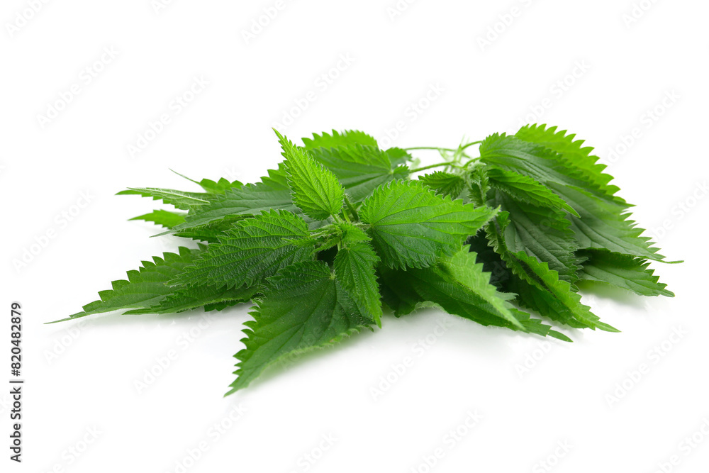 Fototapeta premium fresh leaves of nettle isolated on a white background