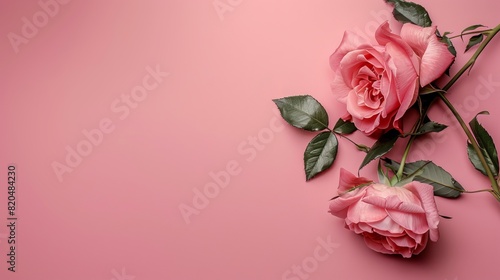 Elegant Rose Background with Ample Copy Space for Text - Floral Design