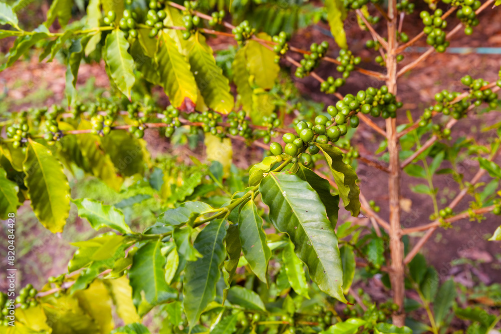 the photo of coffee plant with full of raw coffee berries the photo of coffee plant with full of raw coffee berries
